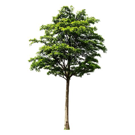 pngtree free download|Tree PNGs for Free Download .